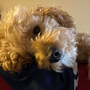 Meet your Posher, Camille